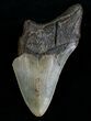 Bargain Megalodon Tooth #6997-1
